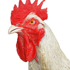 Image showing Mature rooster over white