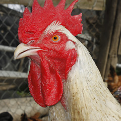 Image showing Mature rooster on the poultry yard