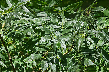 Image showing Green Leaves Of Ash Tree