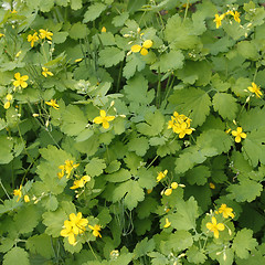 Image showing Flowering Celandine Plants