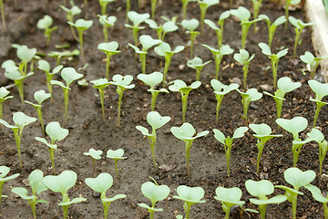 Image showing Cabbage young plants