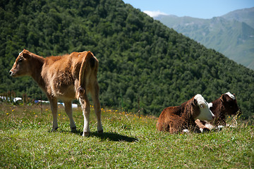 Image showing Cows in mountain