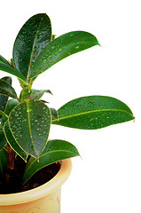 Image showing Ficus Leaves