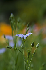 Image showing common flax