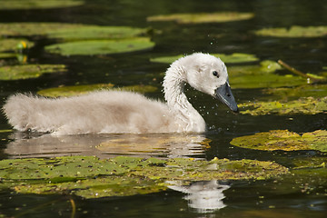 Image showing cygnet