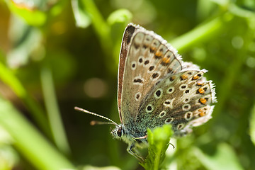 Image showing butterfly