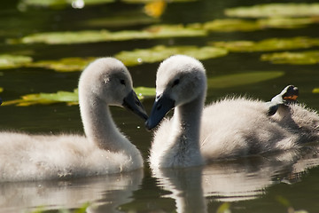 Image showing twins