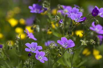 Image showing summer flowers