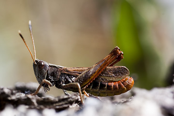 Image showing locust