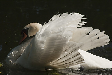 Image showing mute swan