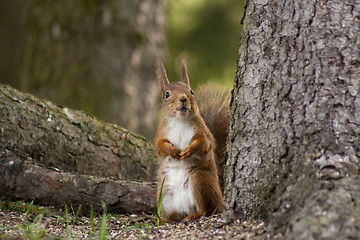 Image showing red squirrel