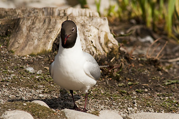 Image showing black headed gull