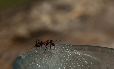 Image showing ant