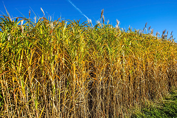 Image showing switch grass in autumn