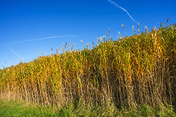 Image showing switch grass in autumn