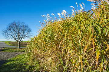 Image showing switch grass in autumn