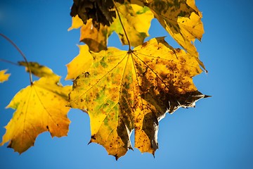 Image showing sycamore maple leaf in autumn