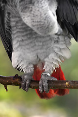 Image showing 	African Grey Parrot