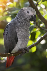 Image showing African Grey Parrot