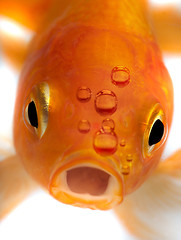 Image showing Goldfish 