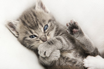 Image showing gray tabby baby cat