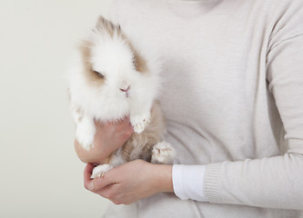 Image showing Dwarf rabbit on the arm