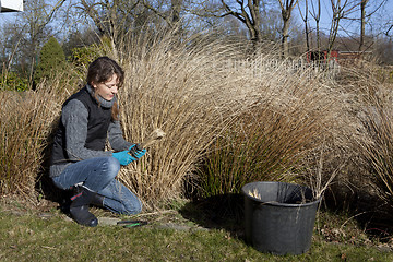 Image showing gardening in the spring