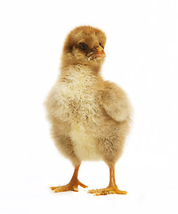 Image showing Chick looks