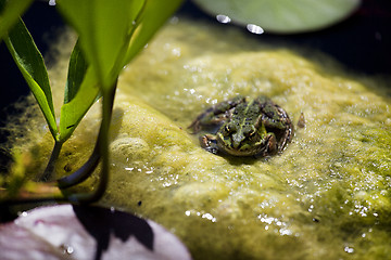 Image showing green algae with frog