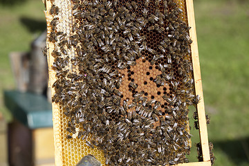 Image showing bees with brood comb