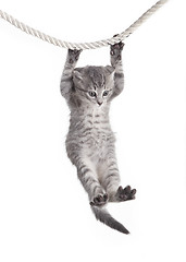 Image showing tabby cat hanging on rope