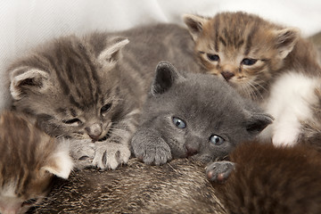 Image showing cat babies