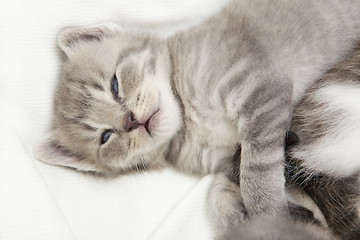 Image showing kitten cuddling