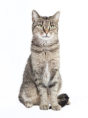 Image showing tabby cat looking at the camera