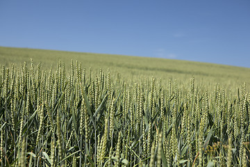 Image showing Wheat field with blue sky