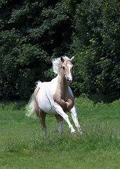 Image showing Palomino Horse 