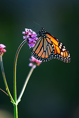 Image showing Monarch butterfly