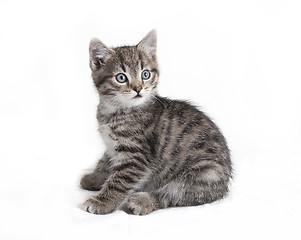 Image showing gray tabby cat sitting