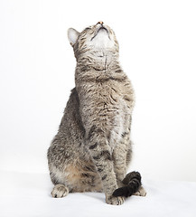 Image showing tabby cat looking up