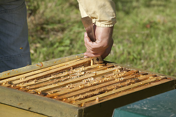 Image showing control of the bee hive