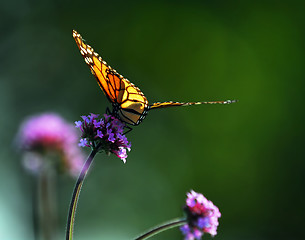 Image showing Monarch butterfly