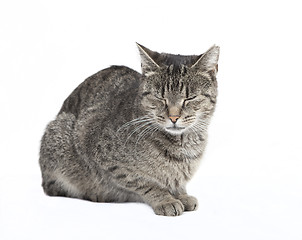 Image showing cat with eyes closed