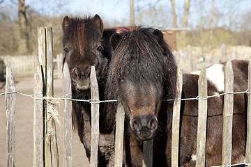 Image showing two ponies