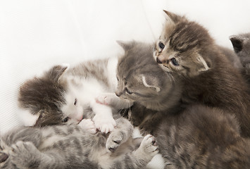 Image showing cats babies play together