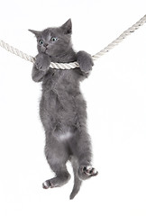 Image showing gray cat hanging on rope