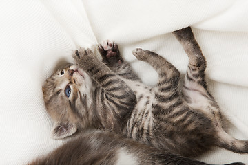 Image showing cat playing with blanket
