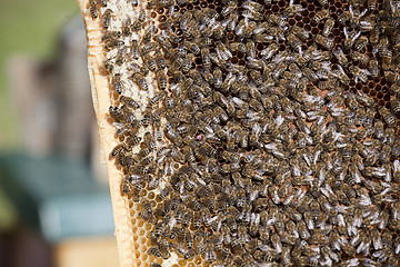 Image showing honey bees