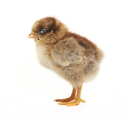 Image showing Chick from the side