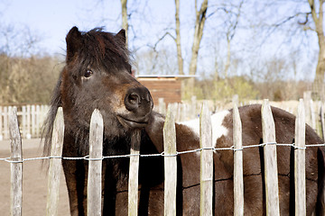 Image showing pony stands at the fence