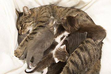 Image showing cat mother suckles her young